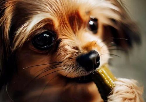 Can Dogs Eat Pickles? What To Know