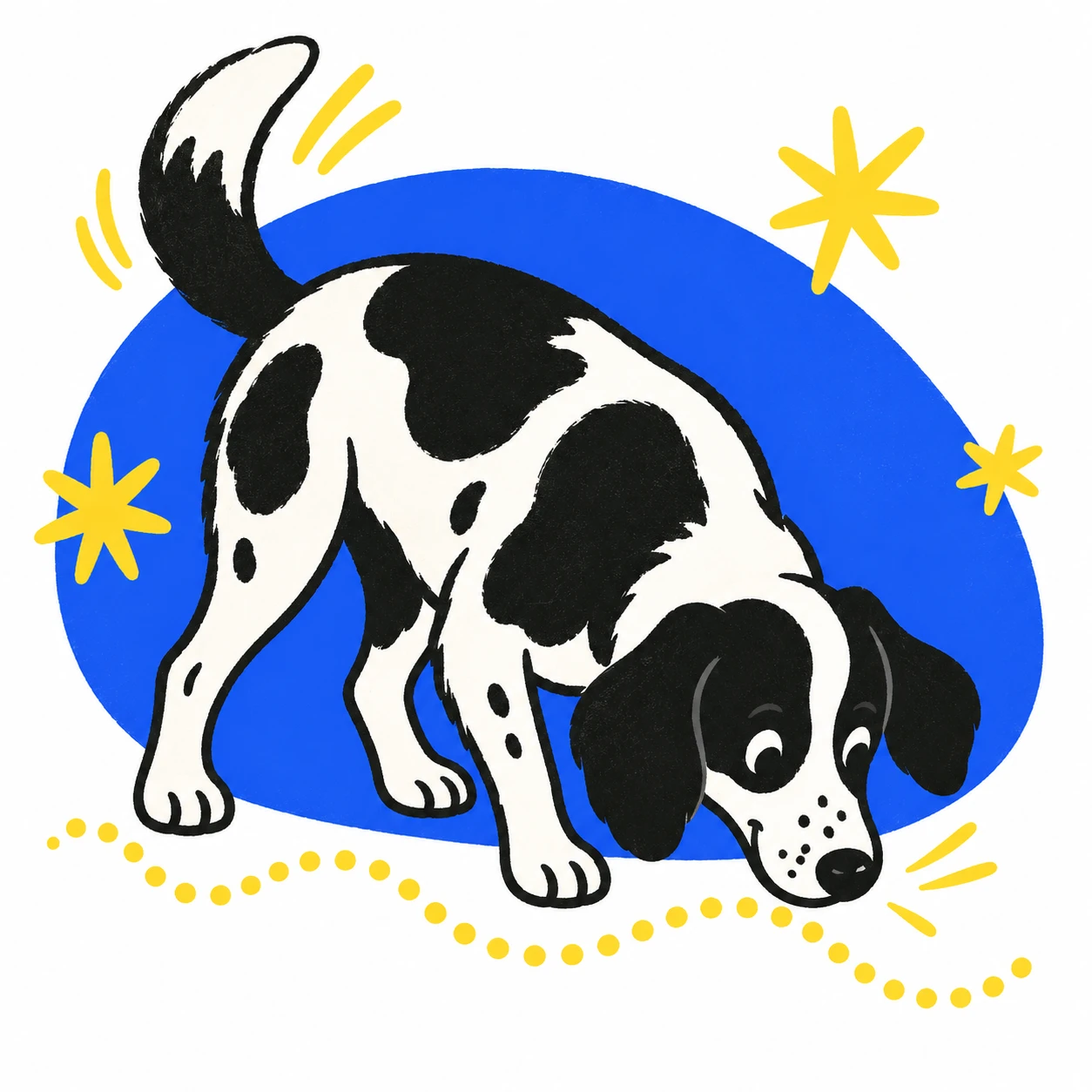 A playful black-and-white dog following a scent trail