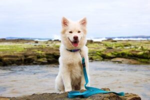 Leash Training Dos And Don'ts