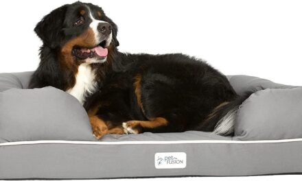 Top 5 Best Orthopedic Dog Beds