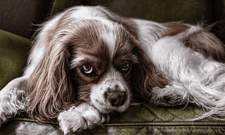 What Is Separation Anxiety In Dogs?