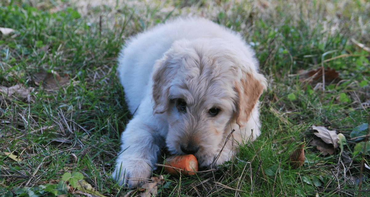 Top 10 Best Vegetables For Dogs