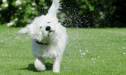 Why Do Dogs Shake?