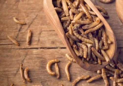 Can Dogs Eat Mealworms?