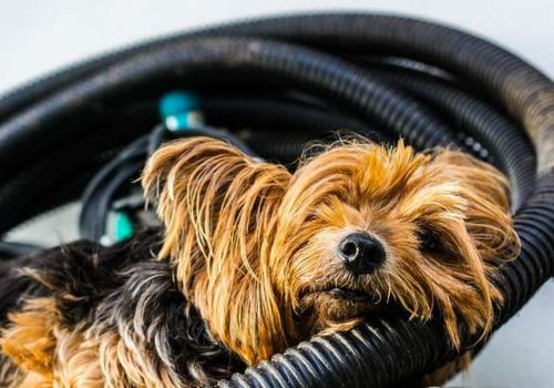 Do Dogs Enjoy Car Washes?