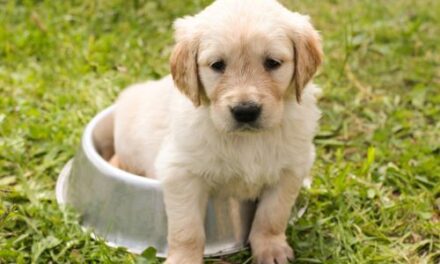 Potty Training Your Puppy: Step-by-Step Housebreaking Tips