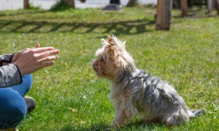 Teaching Your Puppy Basic Commands: A Comprehensive Guide