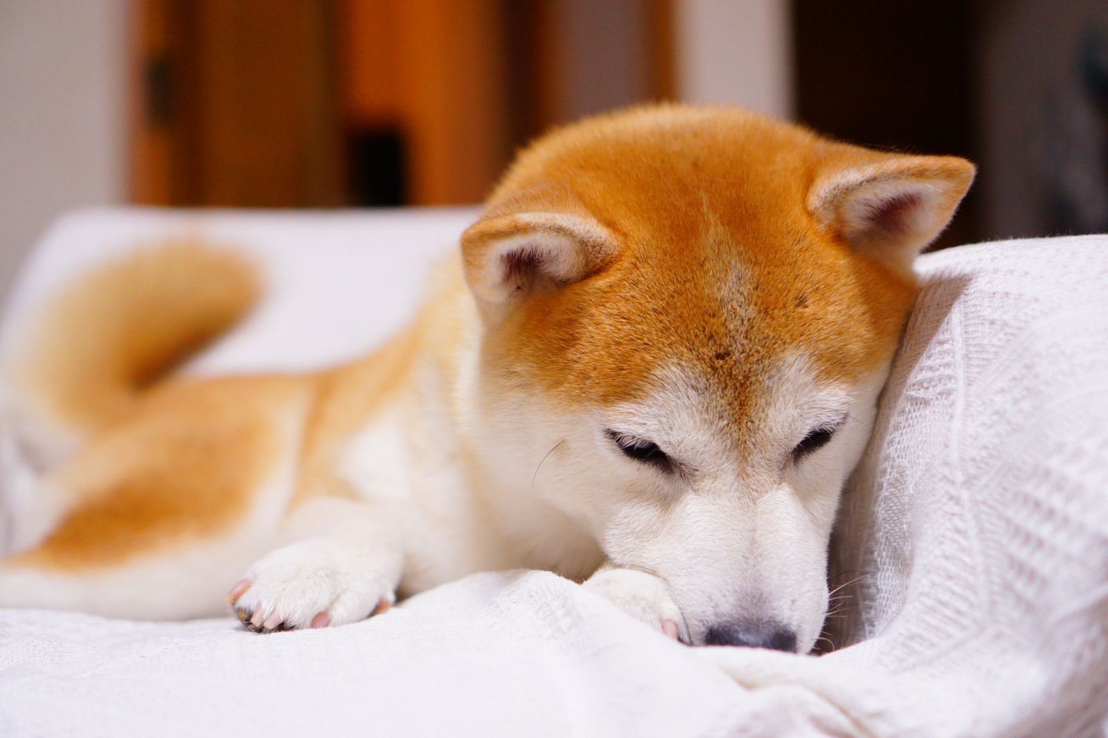 Shiba Inu puppy relaxing at home