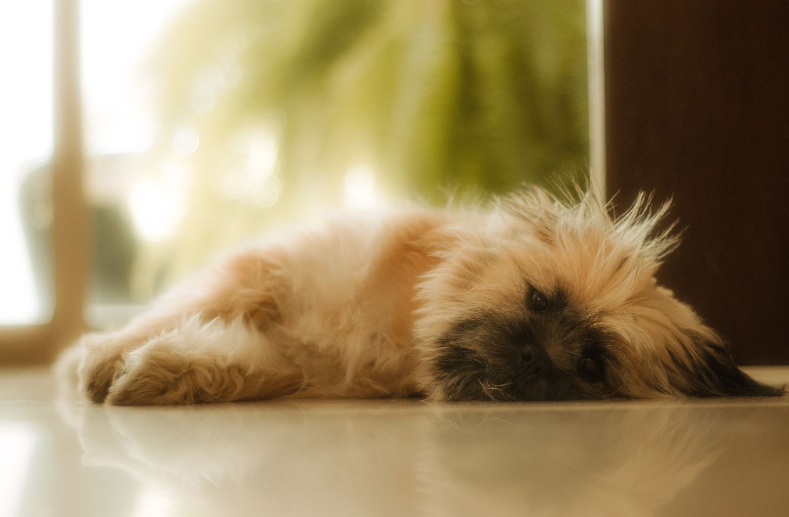 Young puppy relaxing indoors