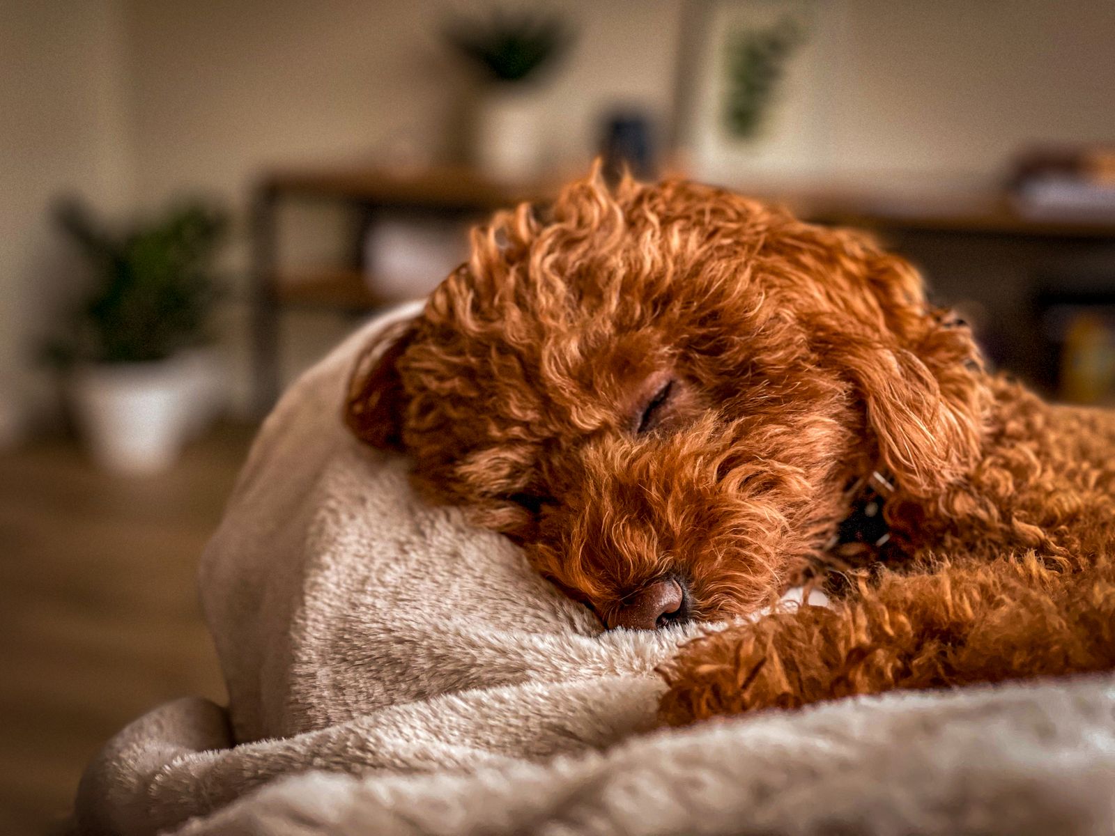 Brown poodle puppy resting indoors