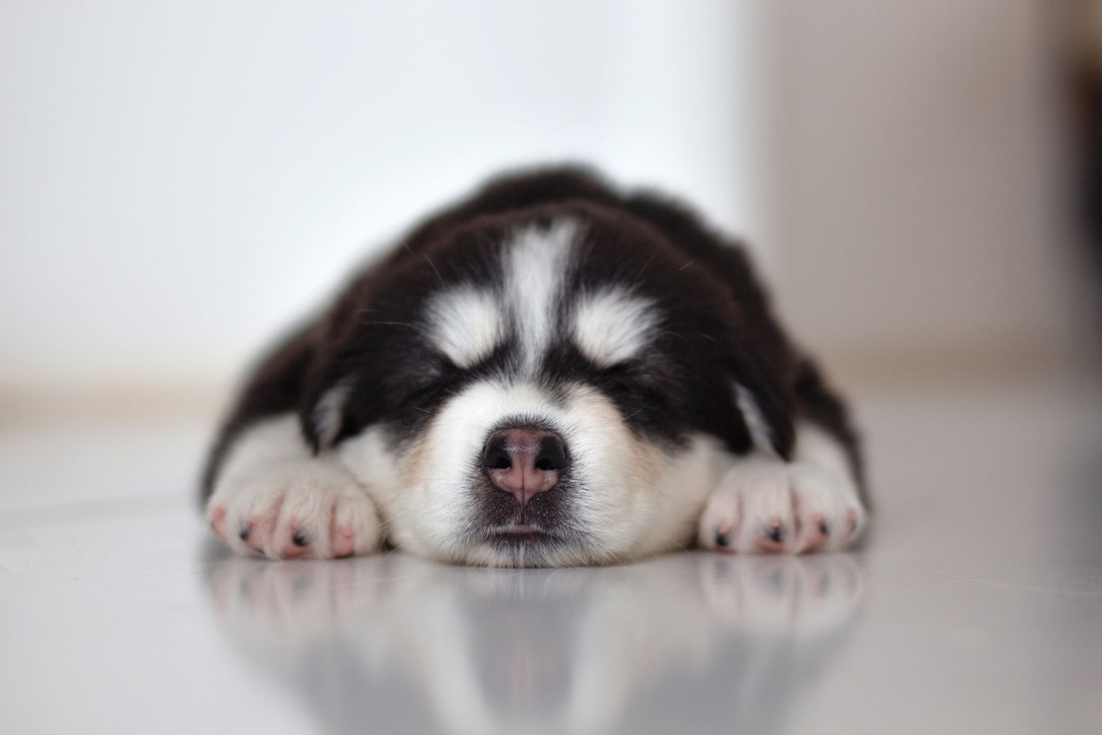 Husky puppy resting indoors