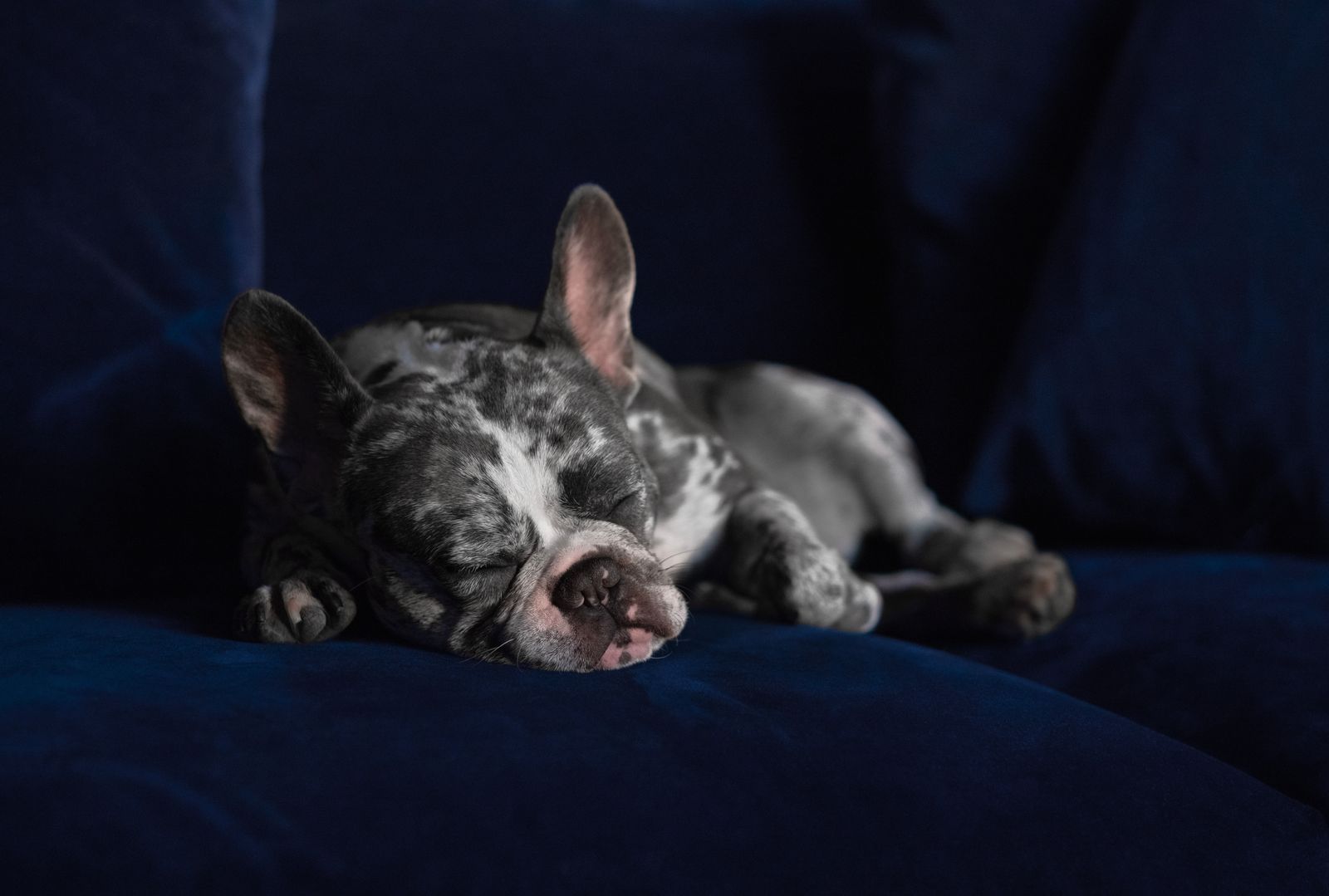 Merle French Bulldog puppy sleeping