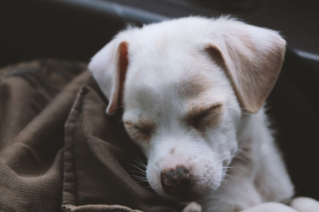 Young white puppy sleeping