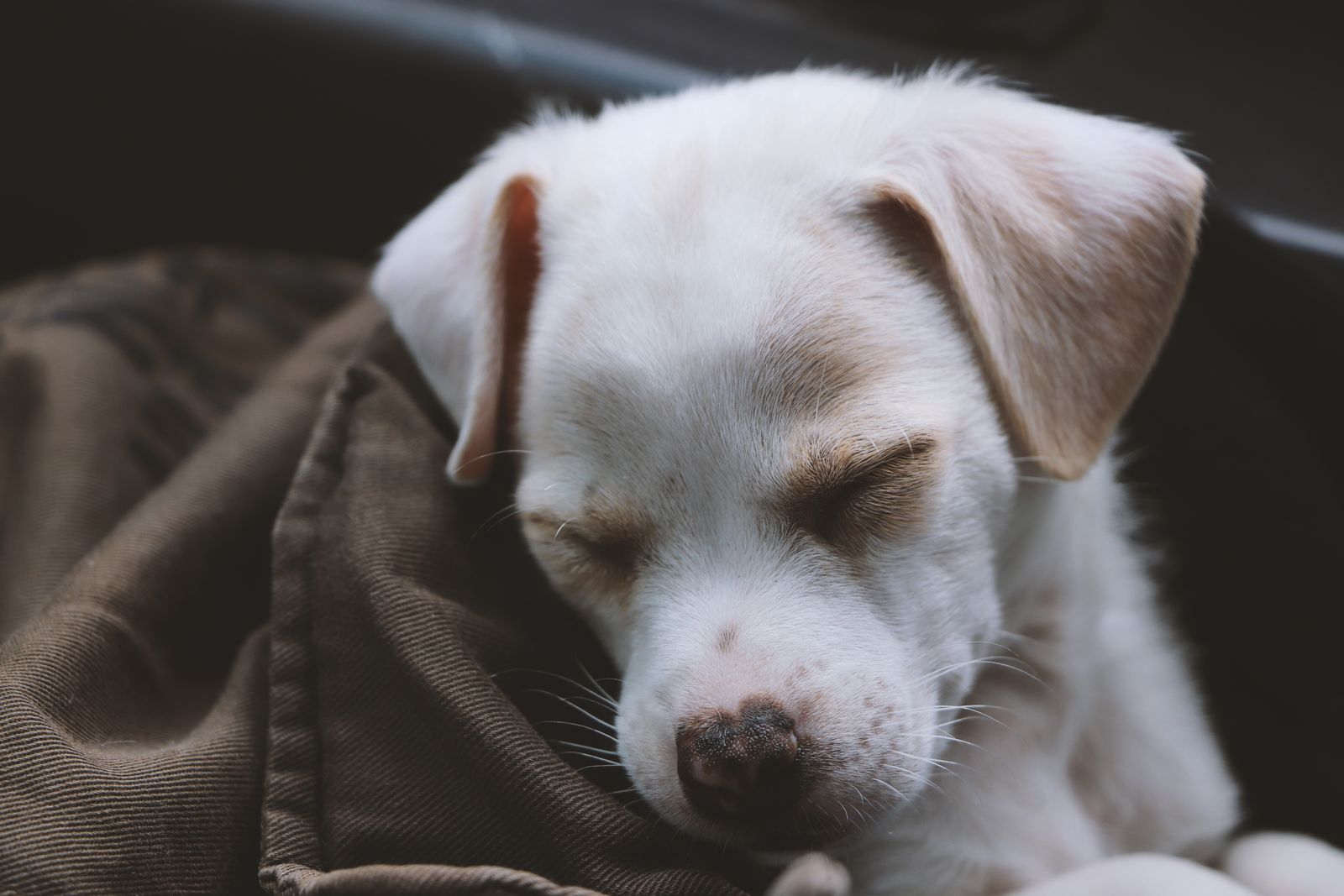 Young white puppy sleeping