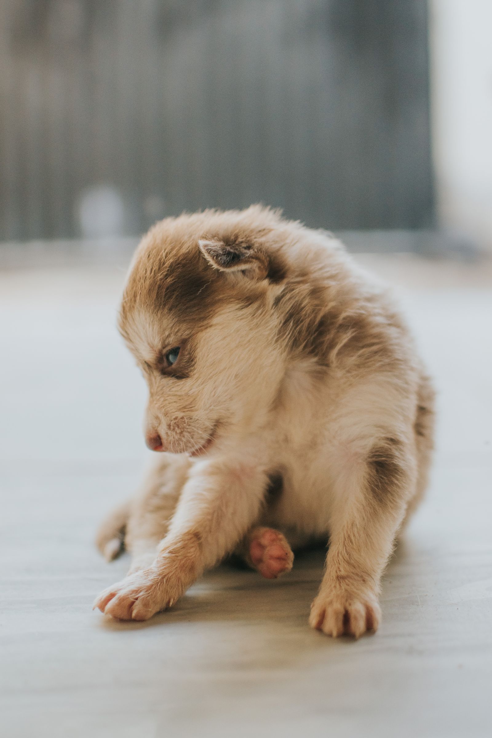 Fluffy young puppy indoors