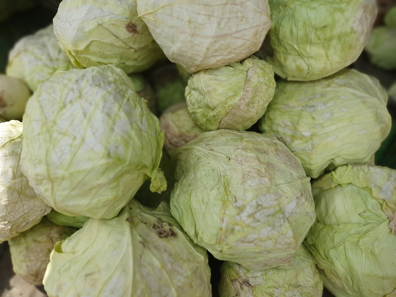 Whole green cabbages stacked together.