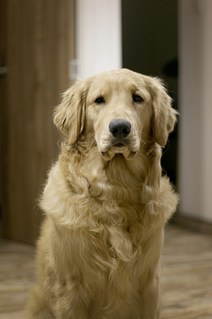 A golden retriever sitting indoors in front of a doorway.