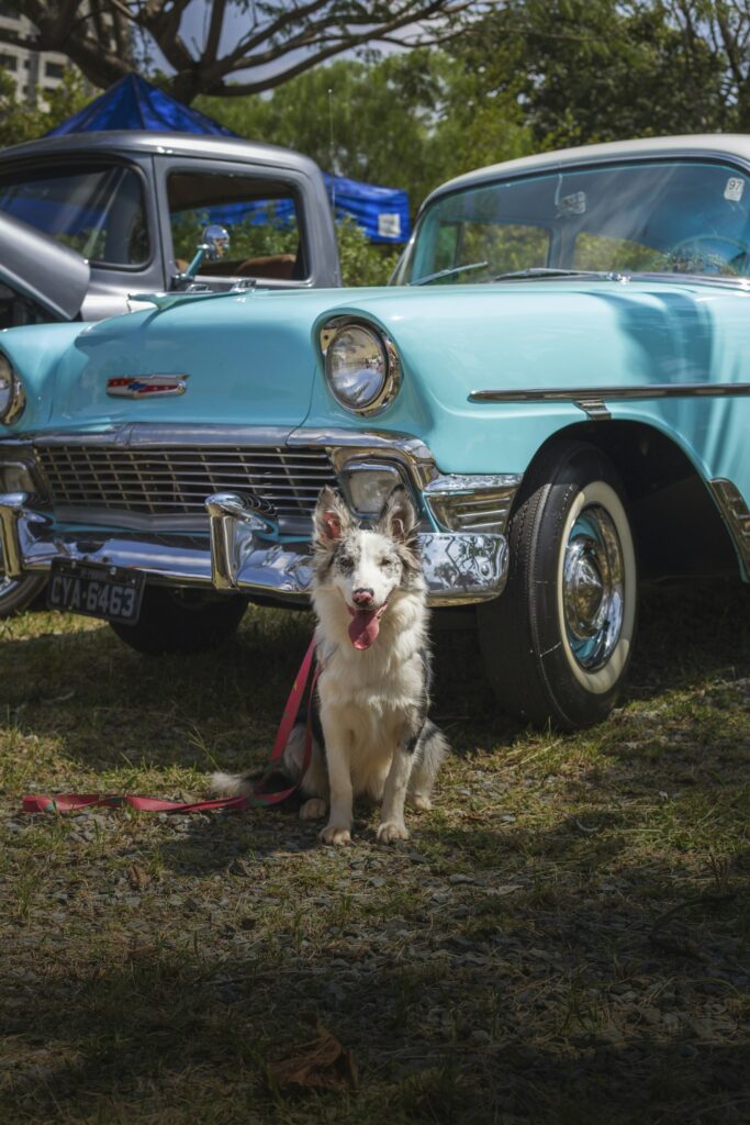 A dog on a leash beside a parked car.