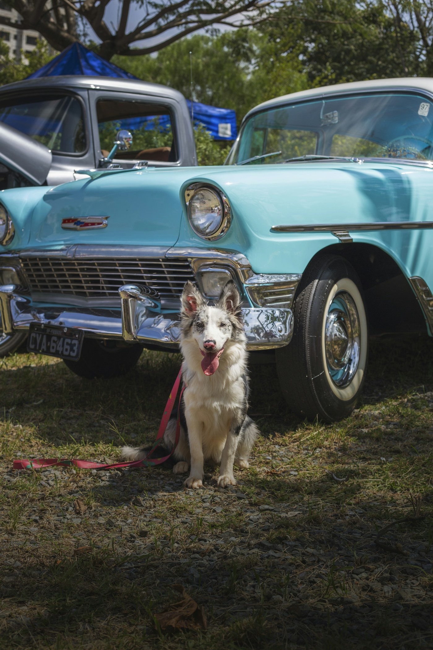 A dog on a leash beside a parked car.