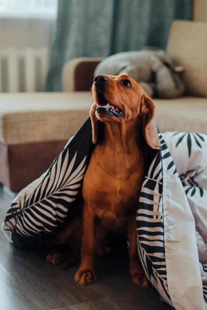 Brown dog sitting beneath a patterned blanket