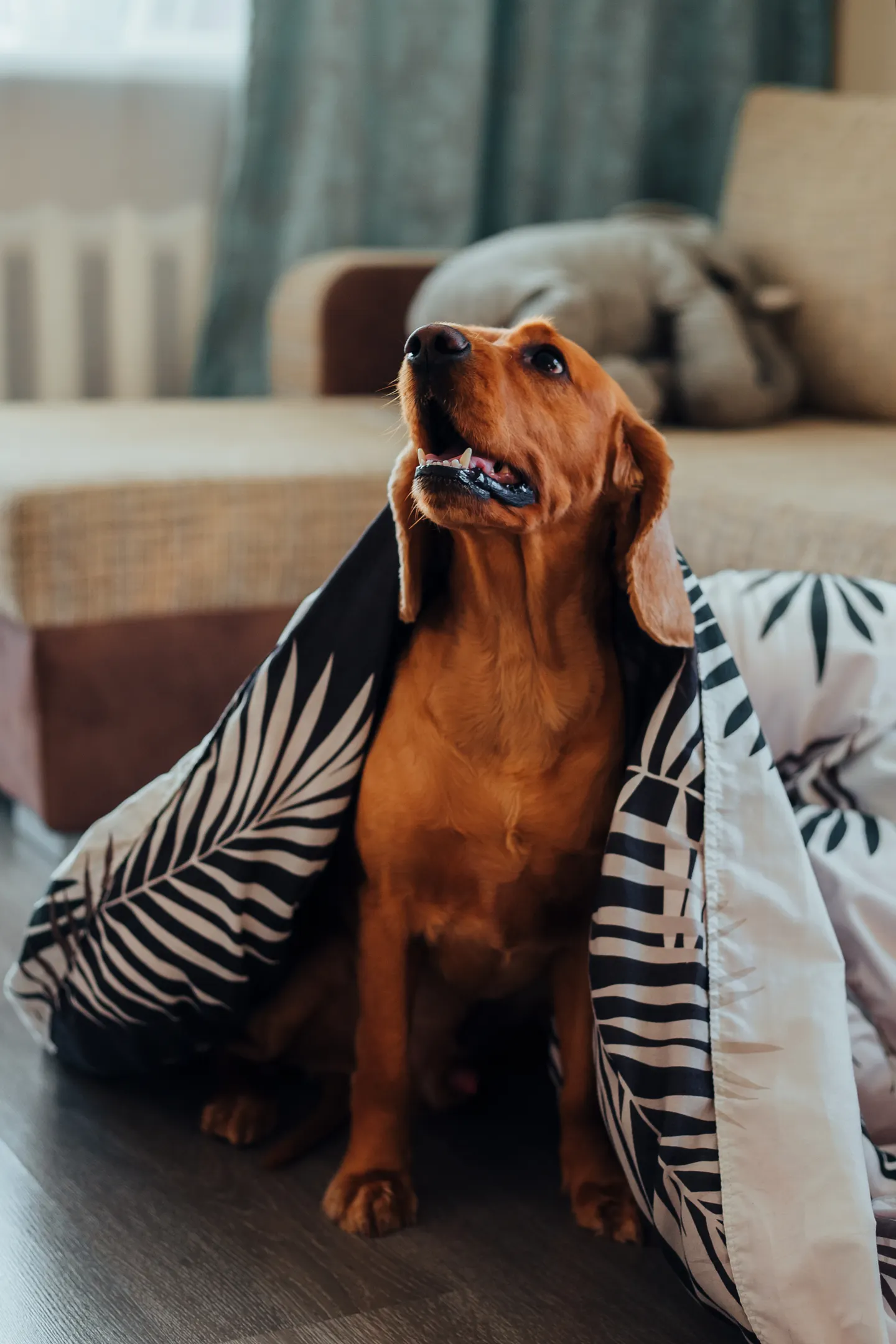 Brown dog sitting beneath a patterned blanket