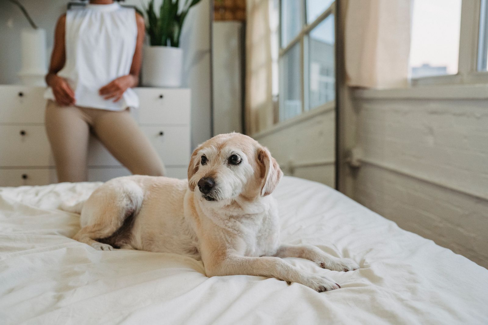 Dog resting on a bed beside its owner