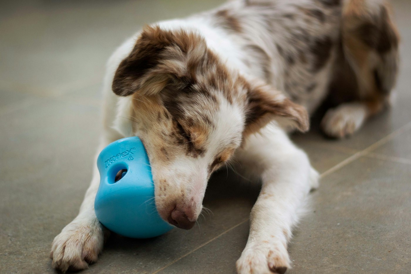 A brown and white dog using a blue food toy.