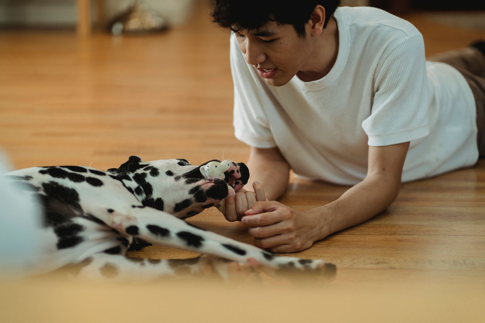Person playing with a Dalmatian using a dog toy