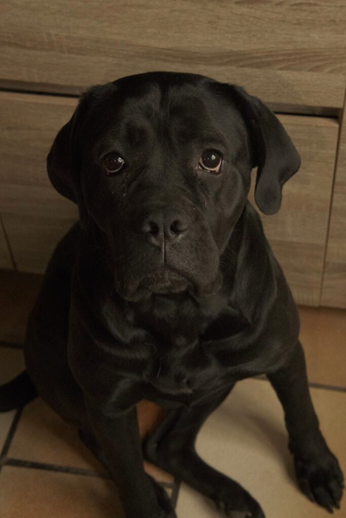 A black dog sitting on a tiled floor and looking upward