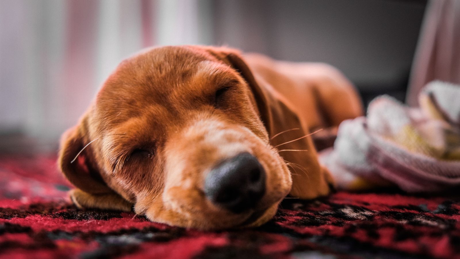 Puppy resting on a rug indoors