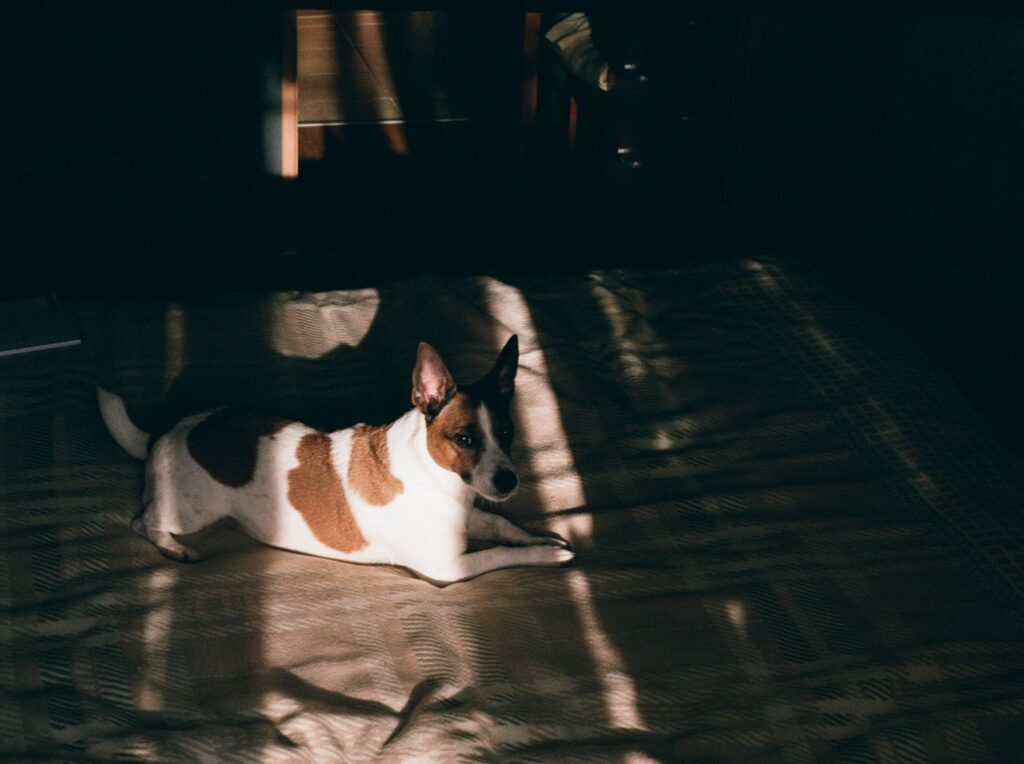 A brown and white dog lying on a blanket in sunlight indoors