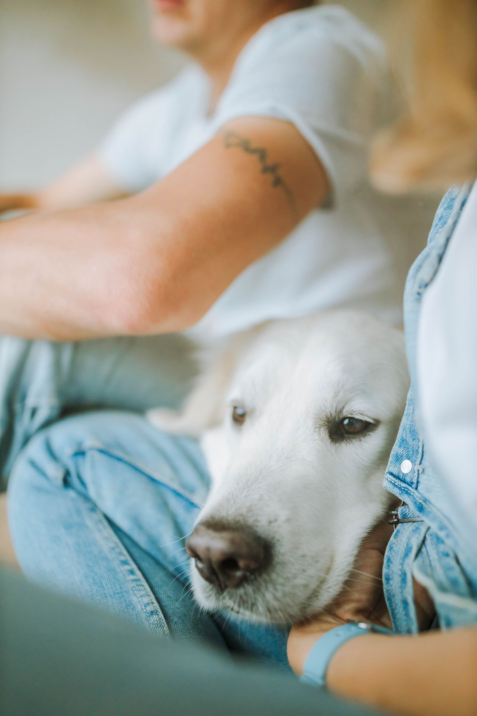 Dog resting comfortably beside its owner