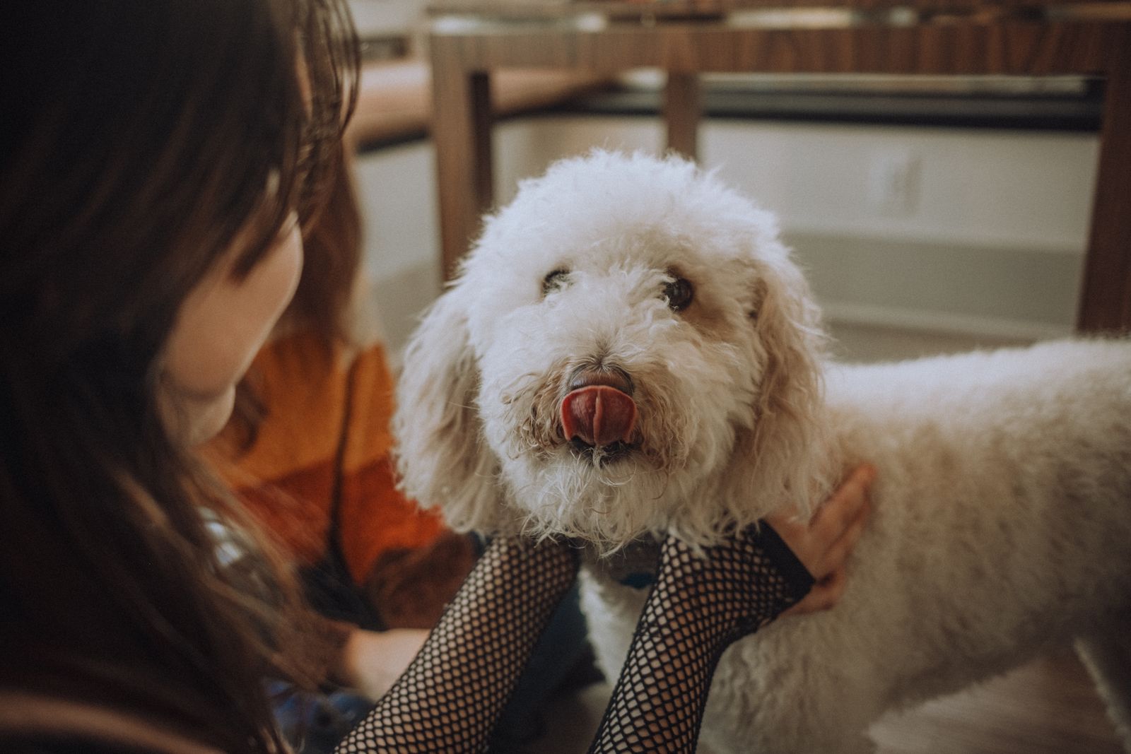 Dog relaxing indoors with its owner