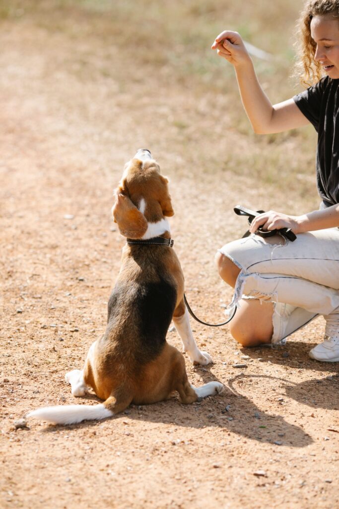 Sitting beagle looking toward a food reward during outdoor practice
