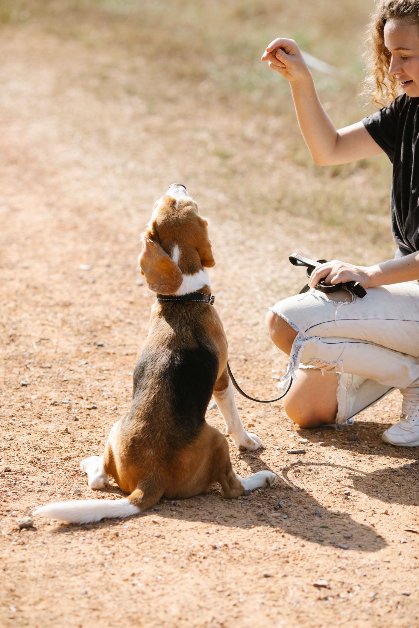 Sitting beagle looking toward a food reward during outdoor practice