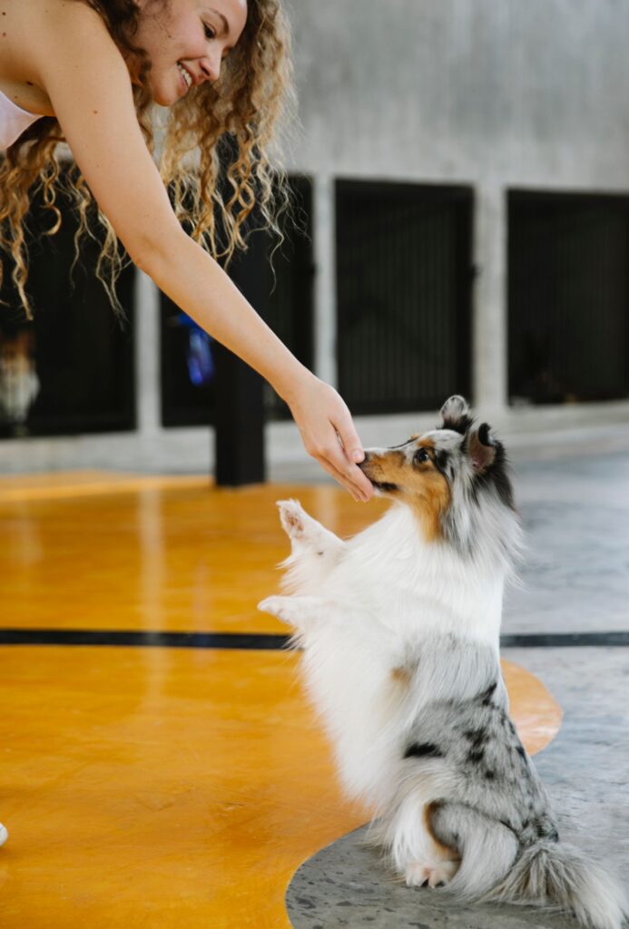 Woman offering a food reward to a sitting Shetland Sheepdog indoors