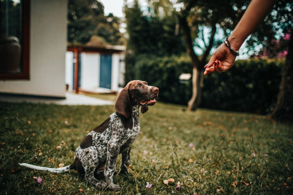 Puppy watching a hand holding a treat outdoors