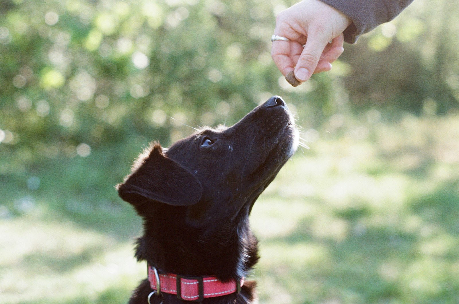 A black dog looking up toward a treat.