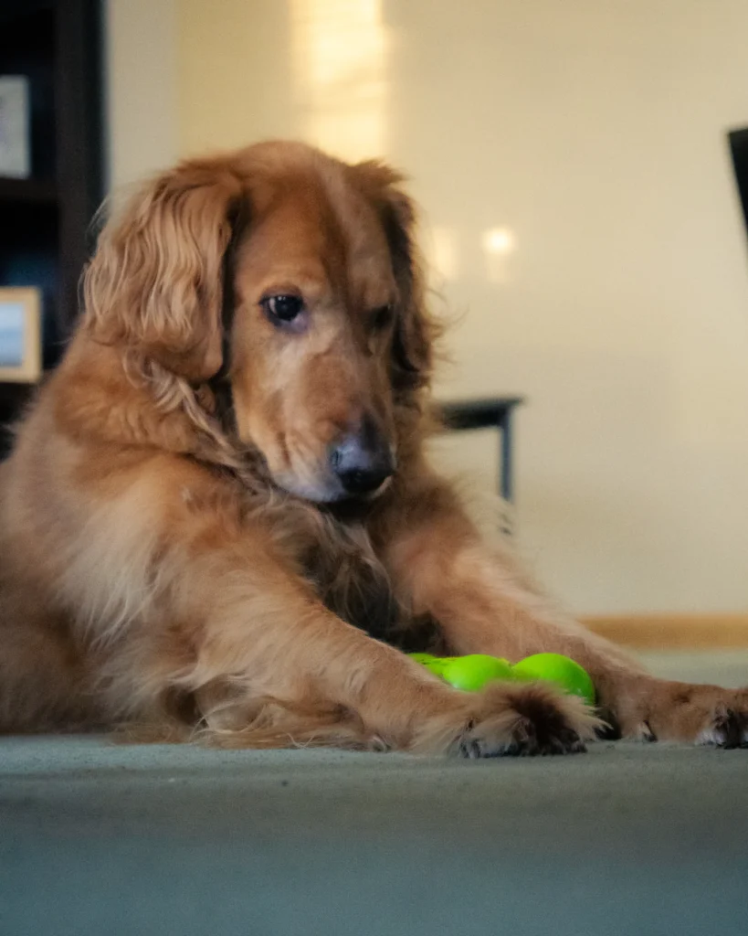 Golden retriever resting with a green toy between its paws