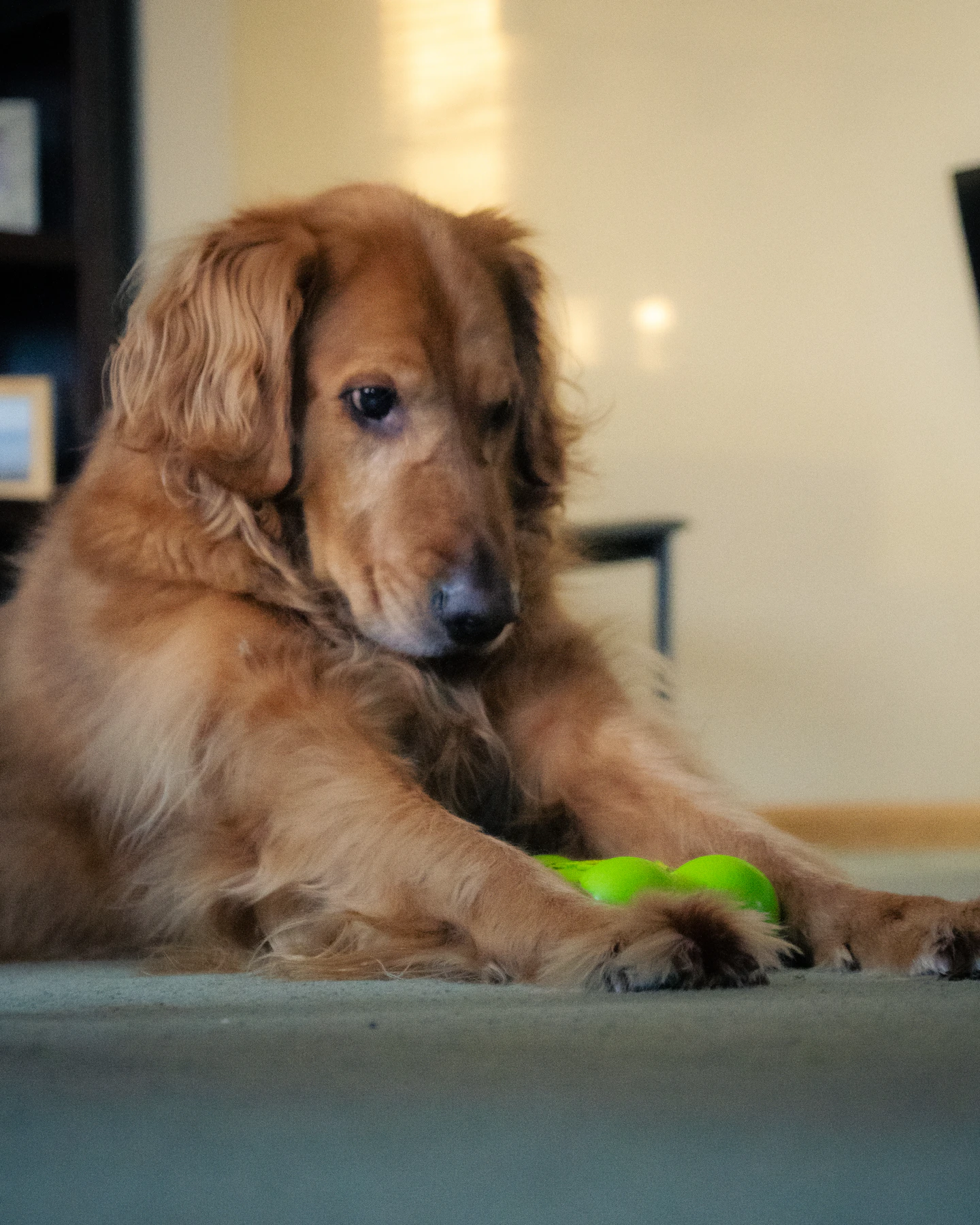 Golden retriever resting with a green toy between its paws