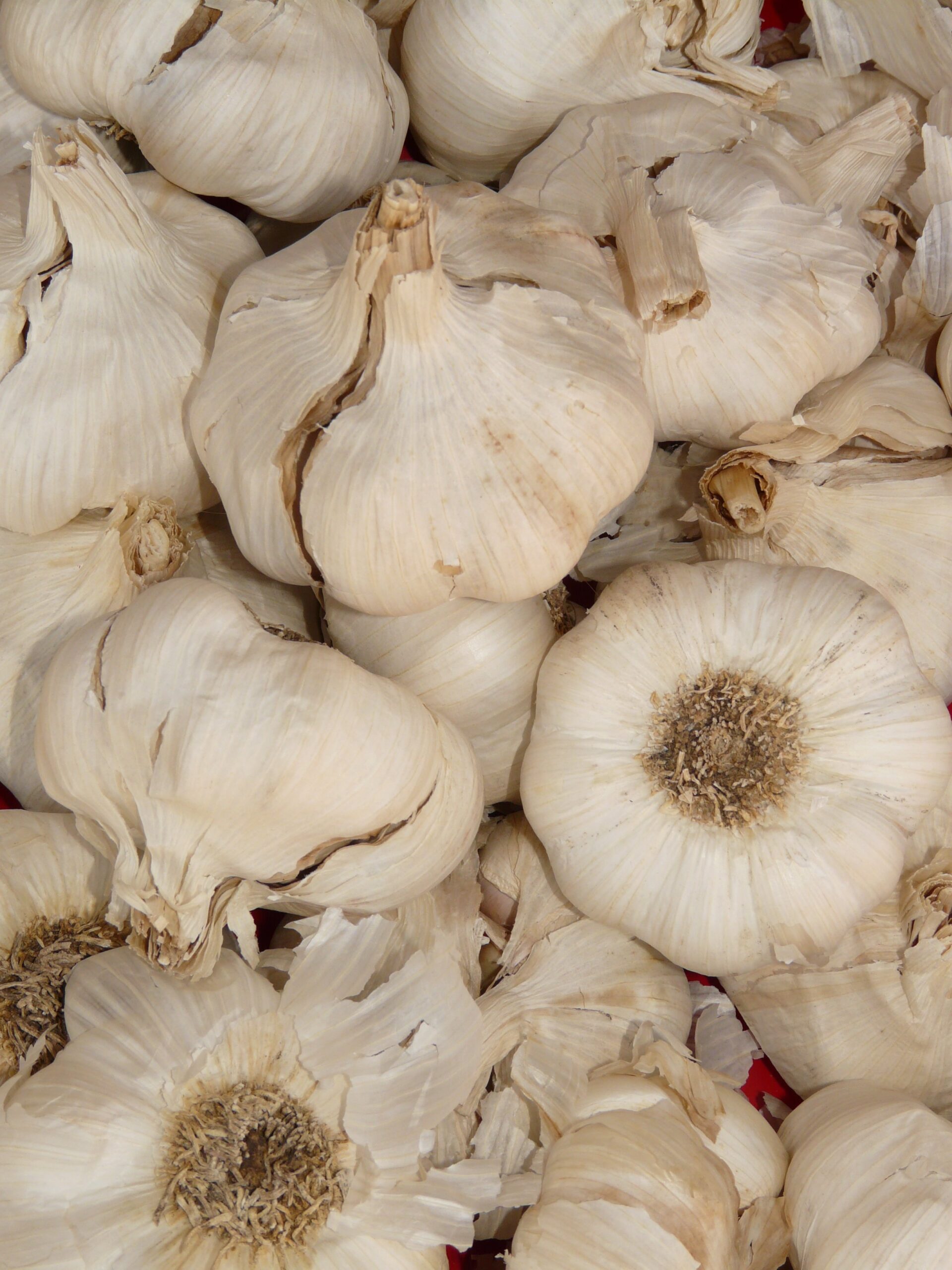 Garlic.