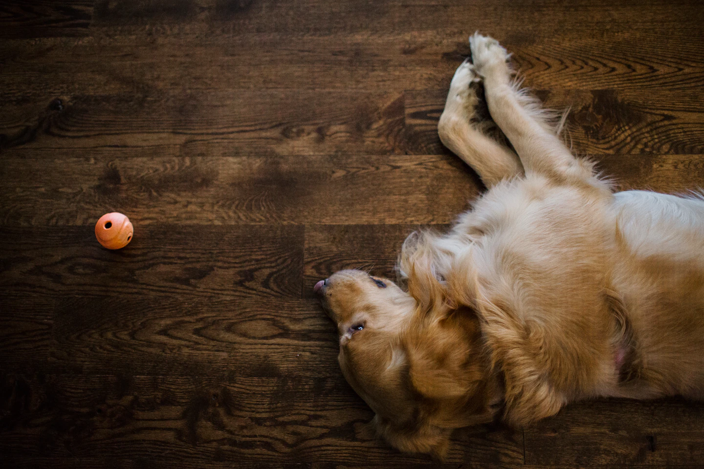 Golden retriever lying beside an orange ball on a wooden floor