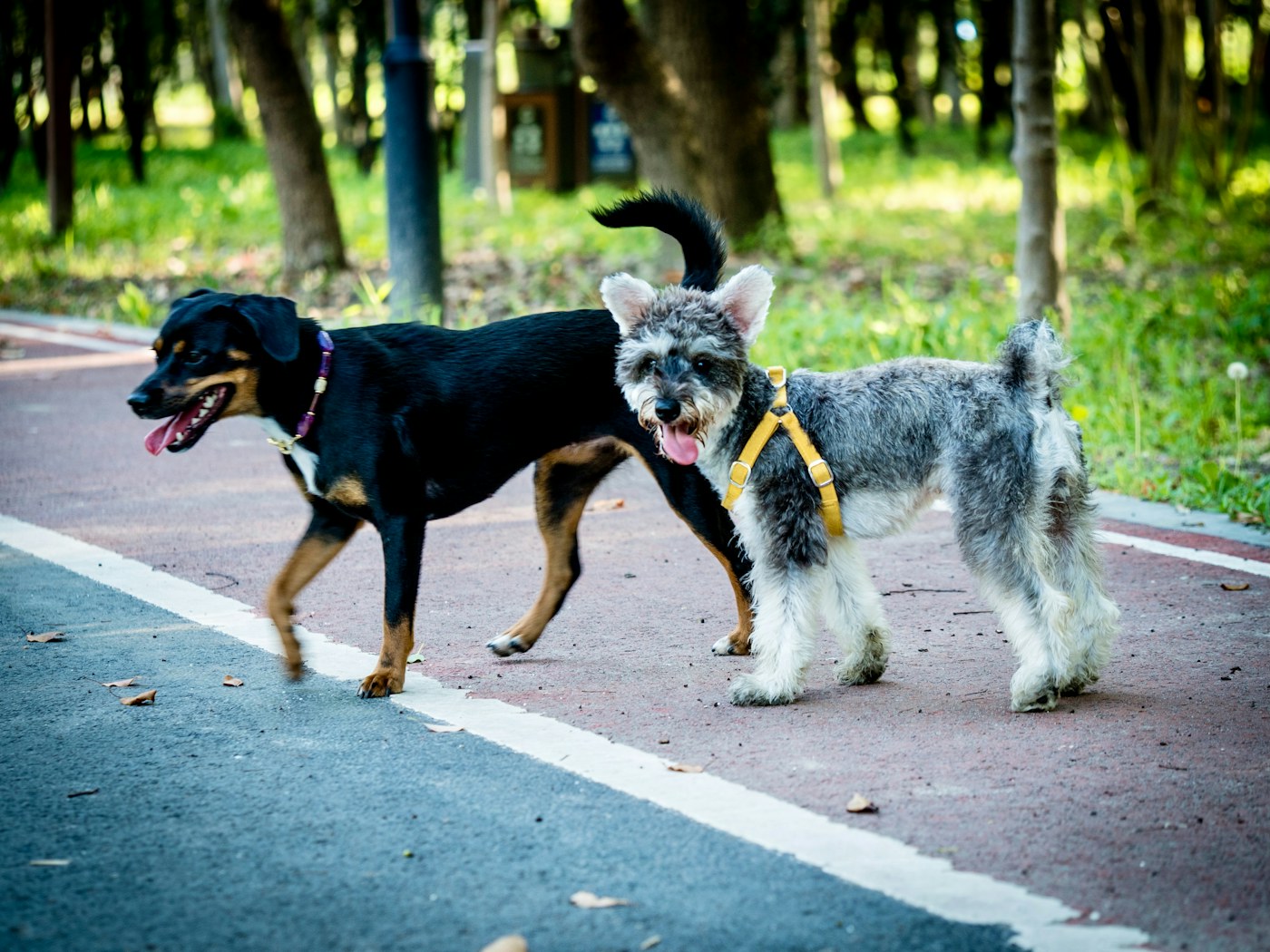 Two dogs walking alongside each other in a park.