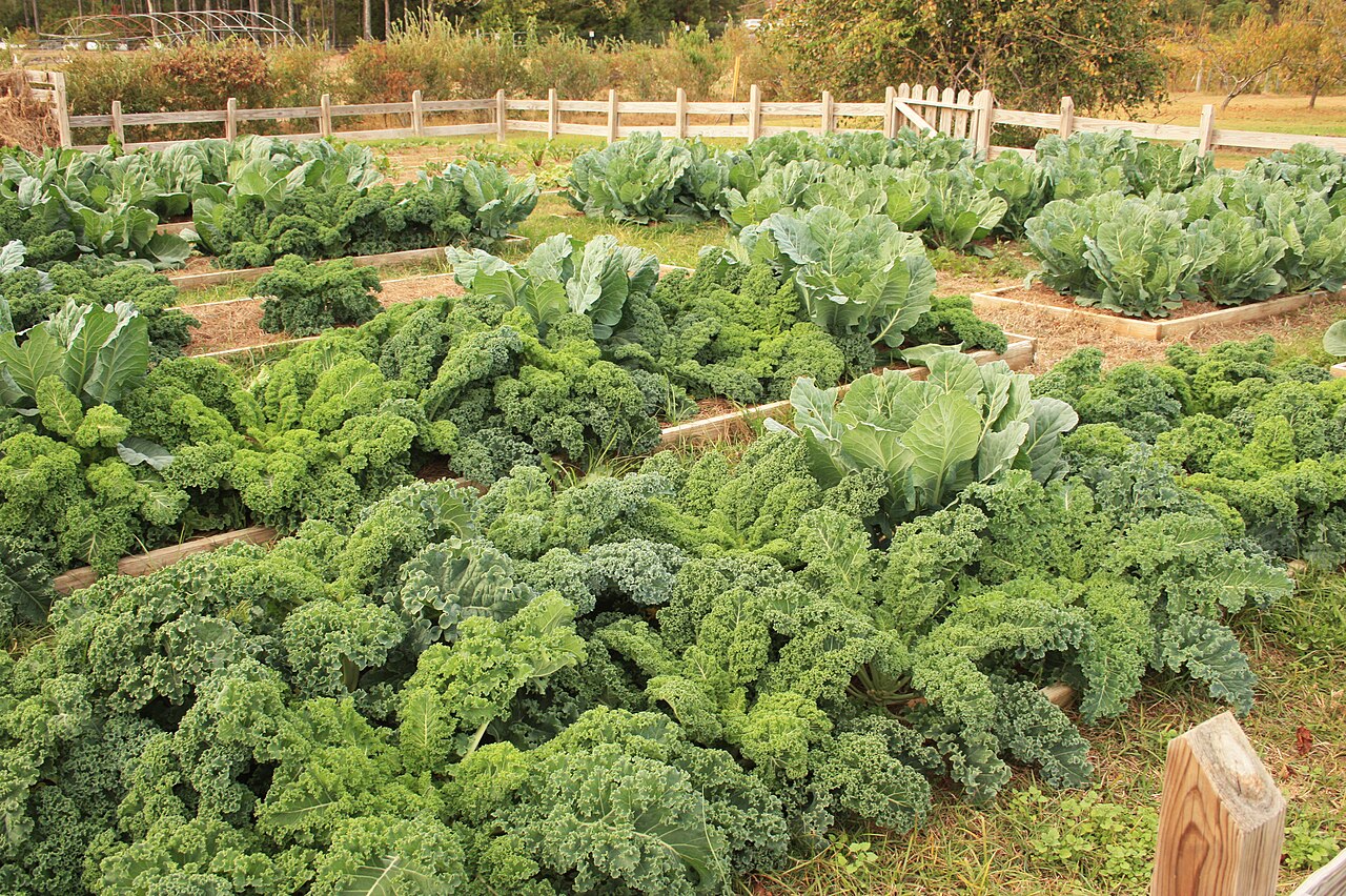 Kale and cabbage growing in raised garden beds.