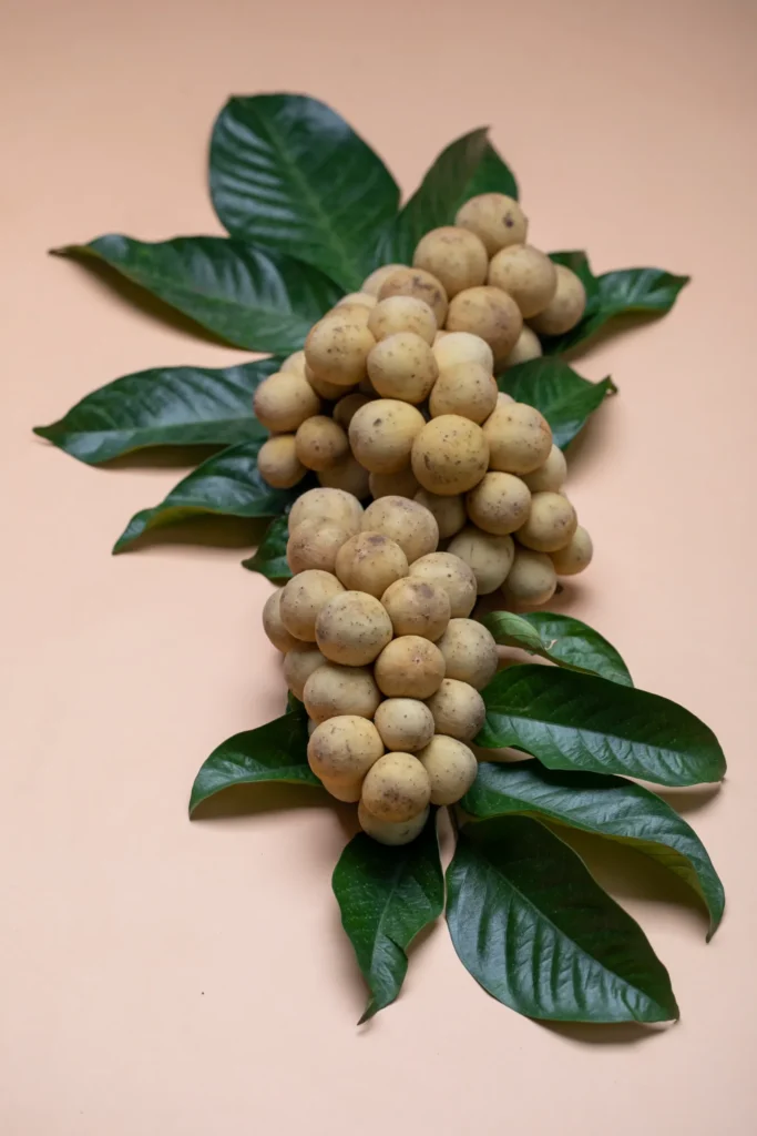 Longan fruit with tan shells and green leaves on a pale pink background
