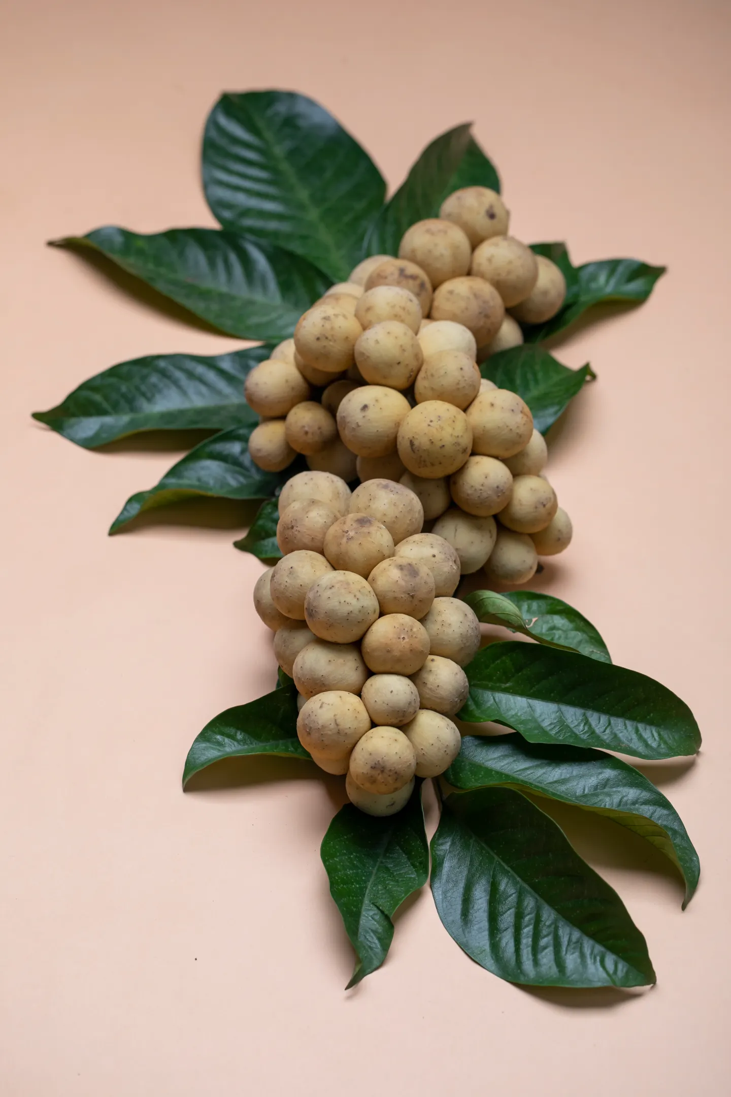 Longan fruit with tan shells and green leaves on a pale pink background