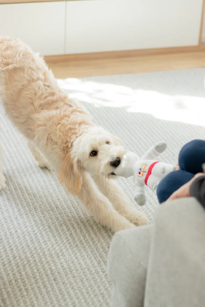 Cream-colored dog playing with a plush toy on a rug