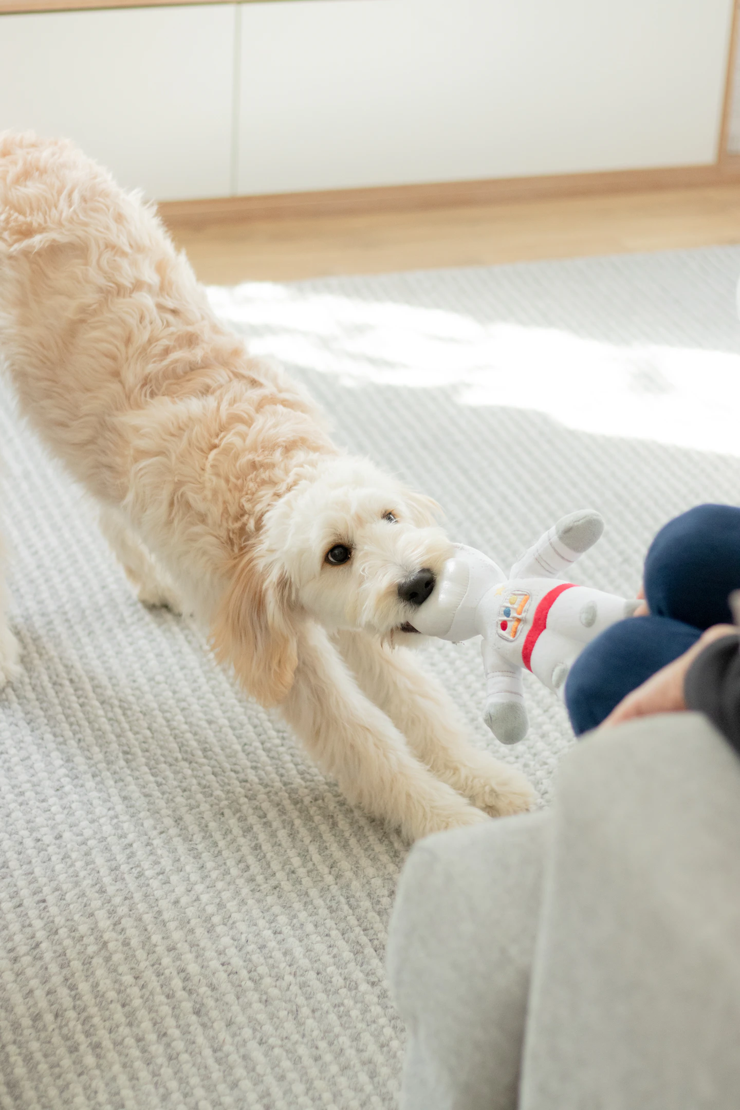 Cream-colored dog playing with a plush toy on a rug