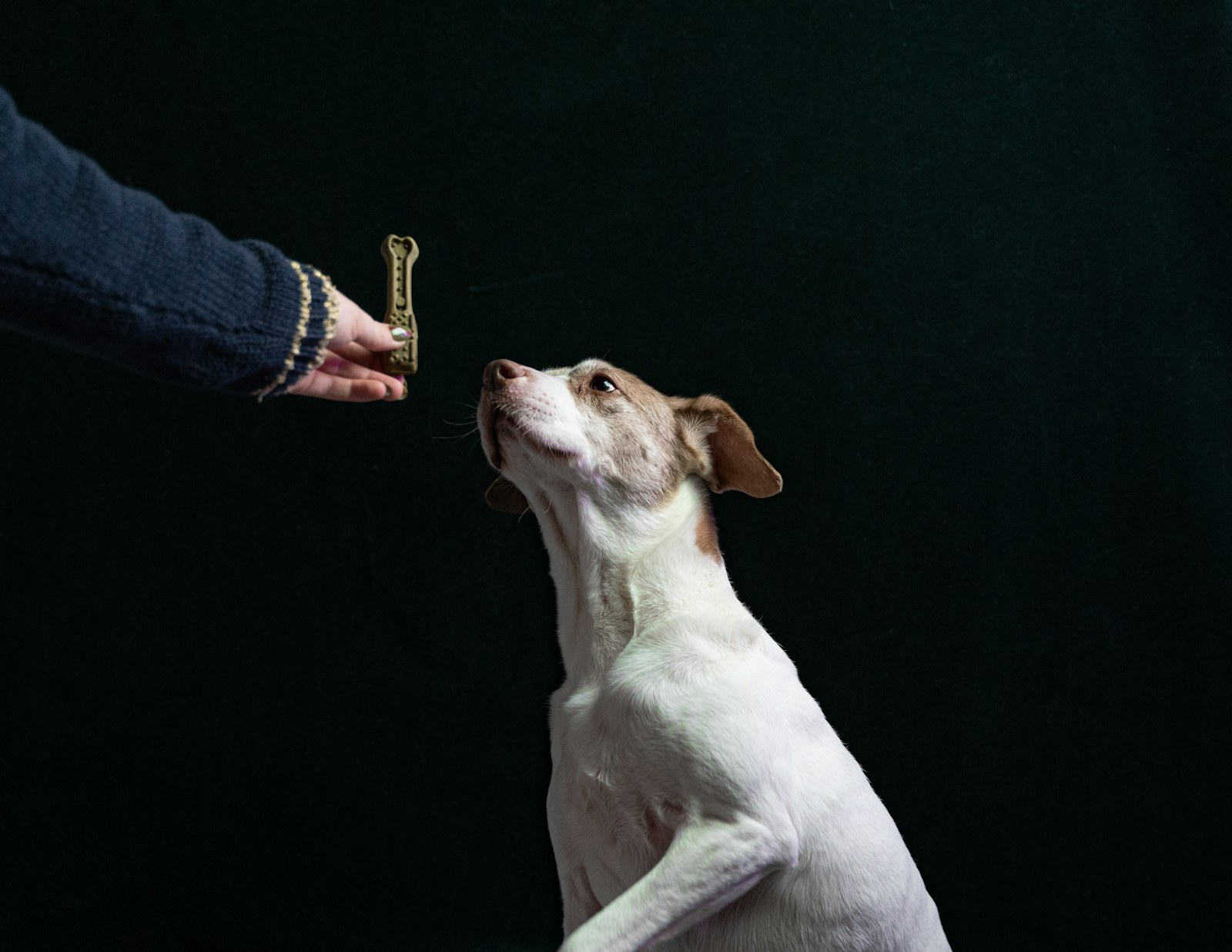A puppy sitting while a person offers a treat.