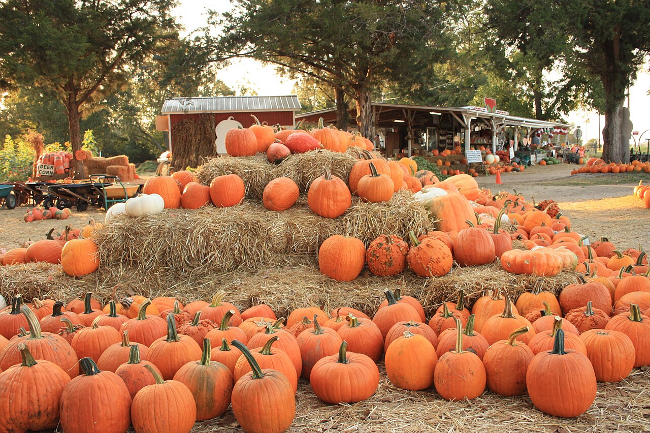 Whole orange pumpkins arranged around straw bales at a farm stand.